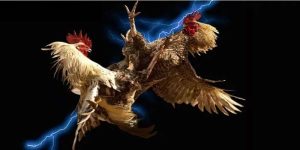 Đá Gà Bình Định – Tinh Hoa Nghệ Thuật Chọi Gà Đất Võ Tại 68WIN